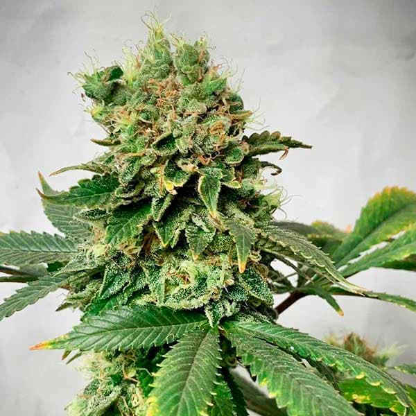 Descojack graines > Delicious Seeds | Graines Féminisées  |  Sativa